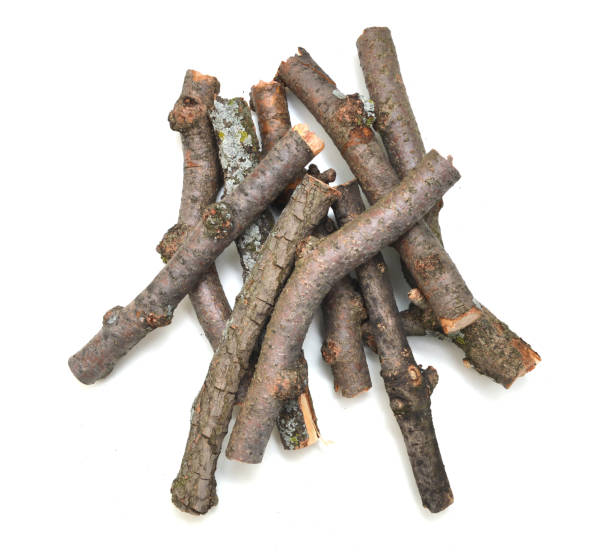 istock Logs of wood tree collection 1092885242