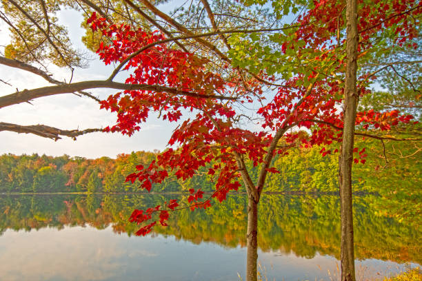 un toque de rojo en el bosque - arrowhead fotografías e imágenes de stock