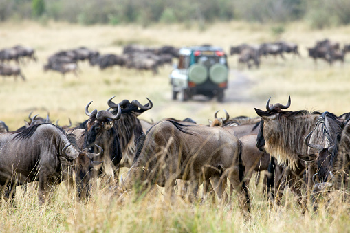 wildebeests grazing the Savannah during the annual migration.