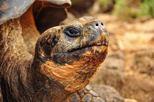 istock A close up of a Galapagos Tortoise 1092888832