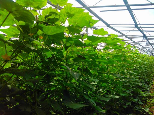 istock The beautiful bean string in Greenhouse 1092889160