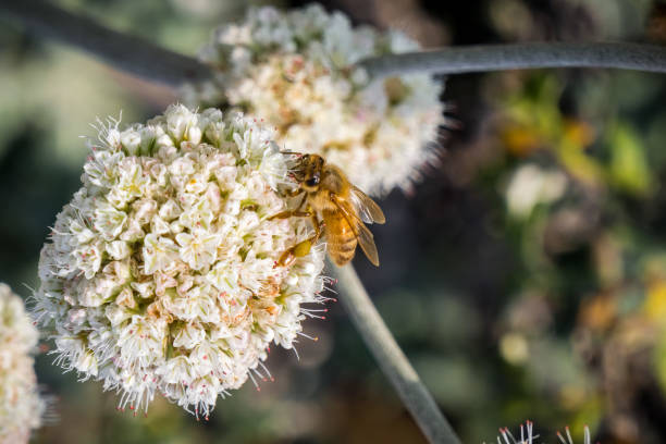 istock Bee pollinating California Buckwheat (Eriogonum fasciculatum) wildflowers 1092889398