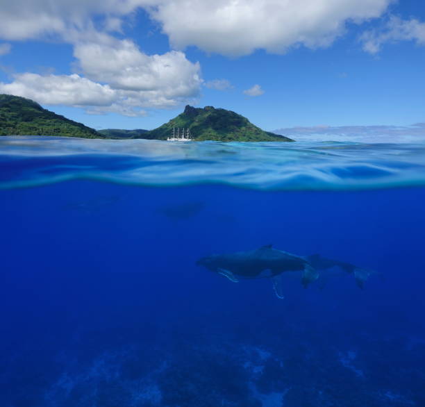 istock Whales underwater split with island at the horizon 1092889422