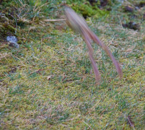 istock Blurred frog jumping above damp green grass and moss 1092892720