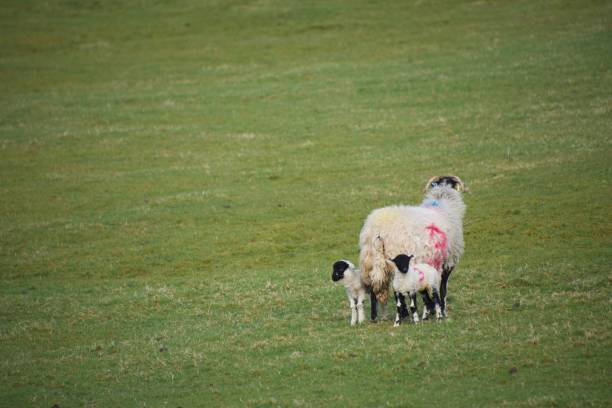 istock Two black faced spring lambs protected by their mother ewe in a field 1092893558