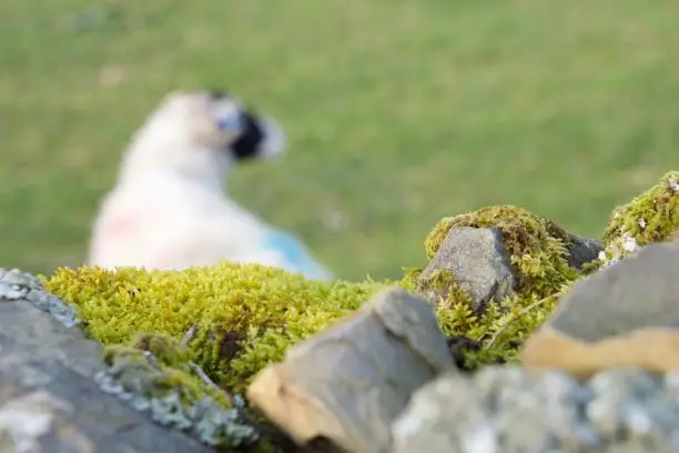 Photo of Moss on a dry stone wall with a sheep in the background