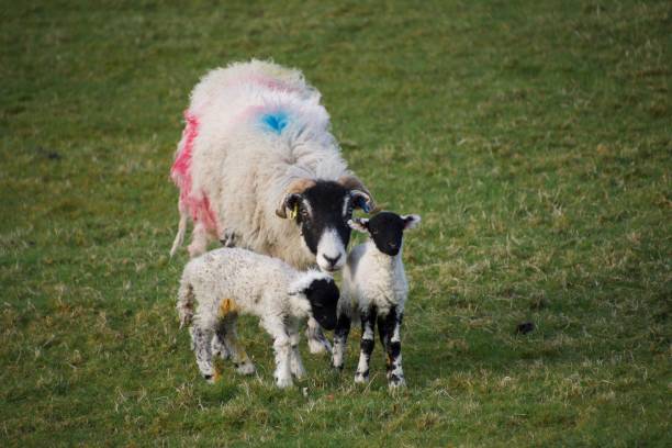 istock Two black faced spring lambs protected by their mother ewe in a field 1092893792