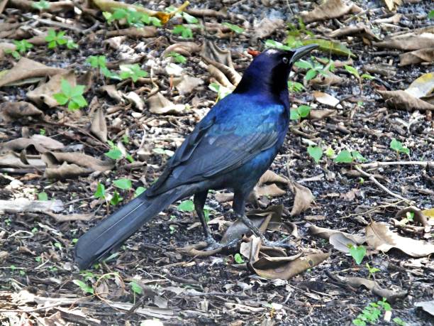 istock Boat-tailed Grackle (Quiscalus major) on the ground surrounded by leaves 1092896954