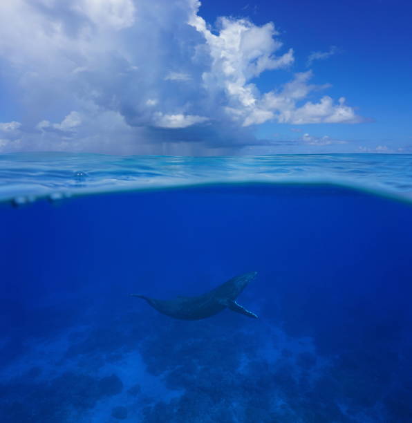 istock Whale underwater sea split with cloudy blue sky 1092896986