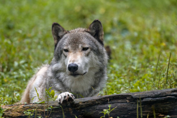 Close-up portrait of gray wolf (Canis lupus) with blurred background. Beautiful predator timber or western wolf lying on the ground