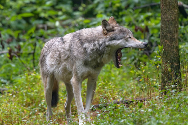 istock portrait of gray wolf 1092902386