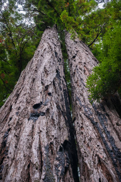 istock Large Redwood trees (Sequoia sempervirens), California 1092903768
