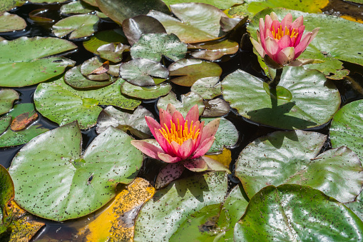 Pink water lilies covered in tiny bugs