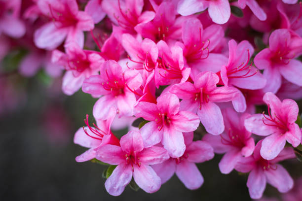 istock Rhododendron indicum (azalea) in full bloom 1092905312