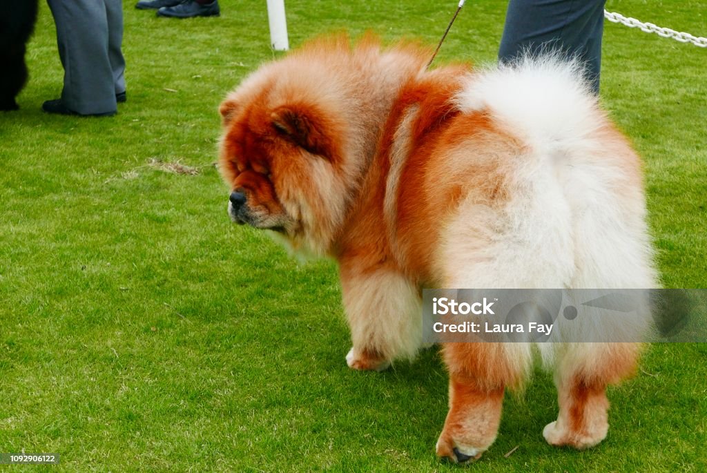Chow Chow Dogs walking on grass Dogs known as Chow Chows with purple tongues are learning obedience outdoors Animal Behavior Stock Photo