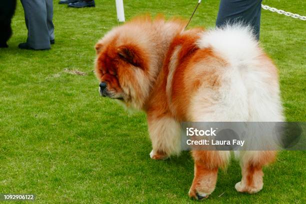 Chow Chow Dogs Walking On Grass Stock Photo - Download Image Now - Animal Behavior, Animal Body Part, Animal Eye