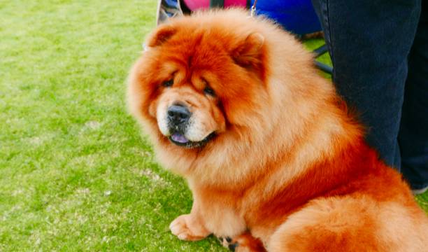 Chow Chow Dogs walking on grass Dogs known as Chow Chows with purple tongues are learning obedience outdoors chow chow lion stock pictures, royalty-free photos & images