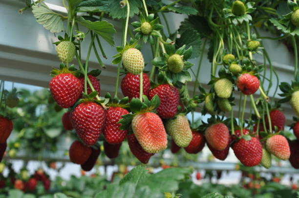 istock The beautiful strawberry in Greenhouse 1092906218
