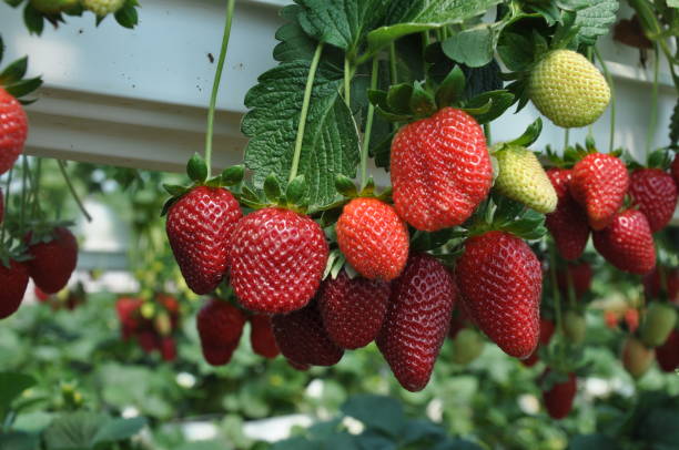 The beautiful strawberry in Greenhouse stock photo