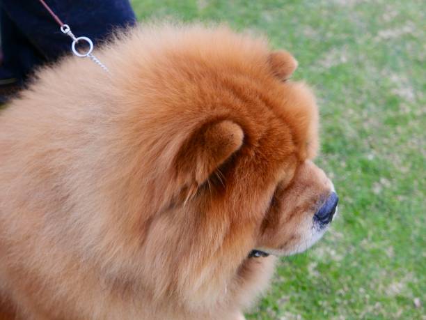 Chow Chow Dogs walking on grass Dogs known as Chow Chows with purple tongues are learning obedience outdoors chow chow lion stock pictures, royalty-free photos & images
