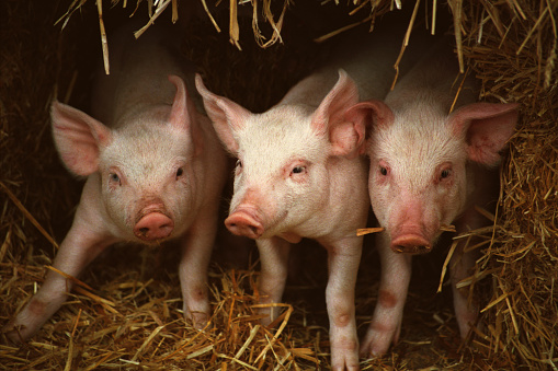Three little piglets in a straw house, United Kingdom