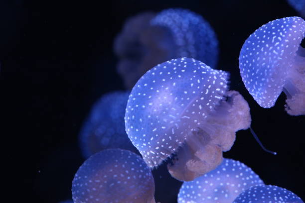 istock Saltwater medusa in deepwater 1092913812