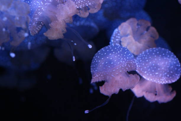 istock Saltwater medusa in deepwater 1092914042