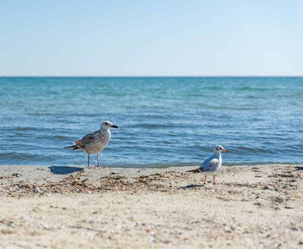 istock seagulls on the beach on a summer sunny day 1092917654