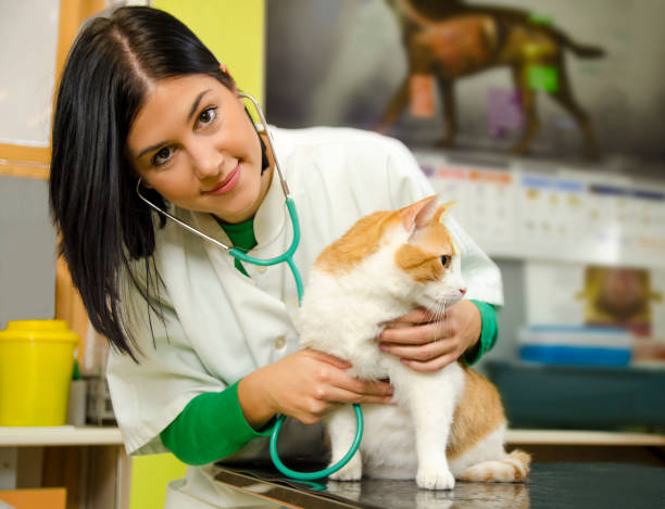 istock Female vet with kitten patient 1092923360
