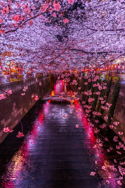 cherry blossoms of the meguro river - 11992 imagens e fotografias de stock