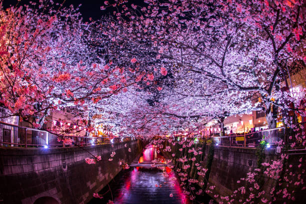 istock Cherry blossoms of the Meguro River 1092930738