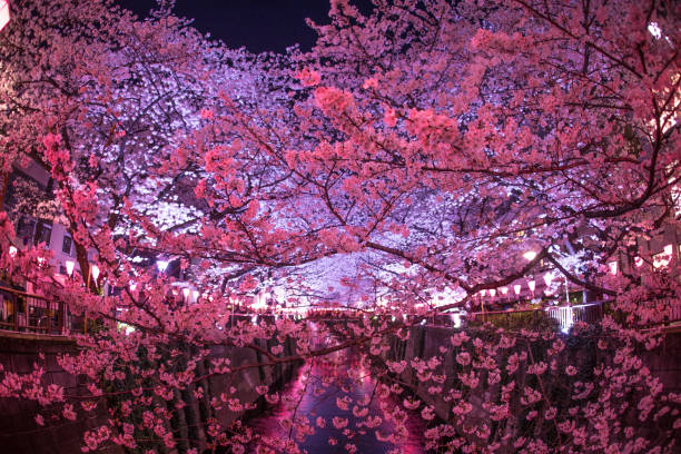 kirschblüten des meguro river - 11998 stock-fotos und bilder