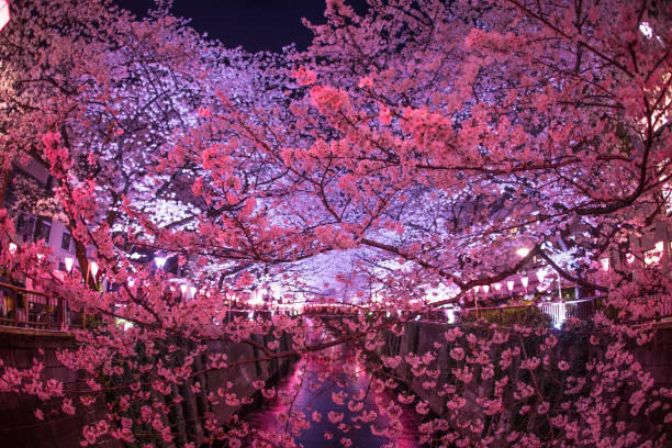 istock Cherry blossoms of the Meguro River 1092930810