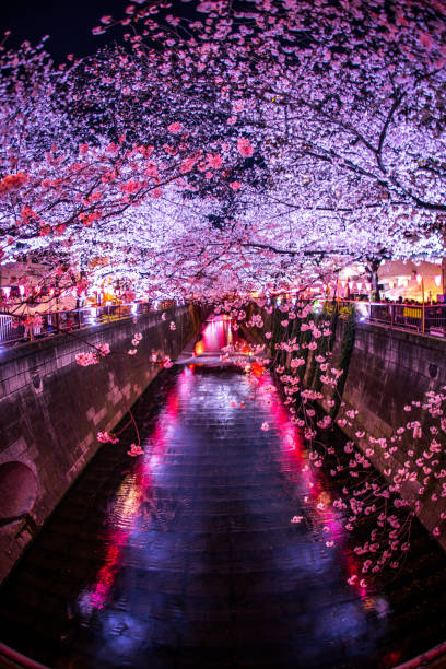 d’aller voir les cerisiers en fleurs à nuit nakameguro meguro river - rivière meguro photos et images de collection