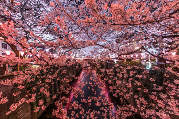 istock Cherry blossoms of the Meguro River 1092931756