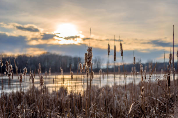 istock Cattails along lake at golden hour 1092932084