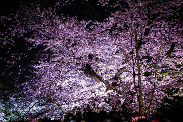 of chidorigafuchi going to see cherry blossoms at night - 12011 imagens e fotografias de stock