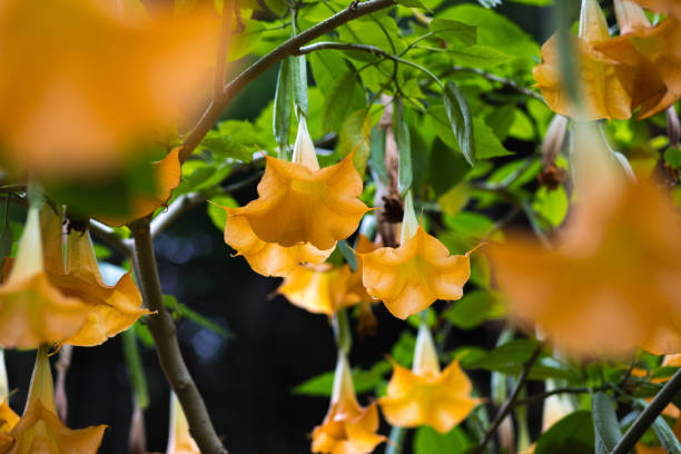 istock Yellow trumpet flowers 1092932428