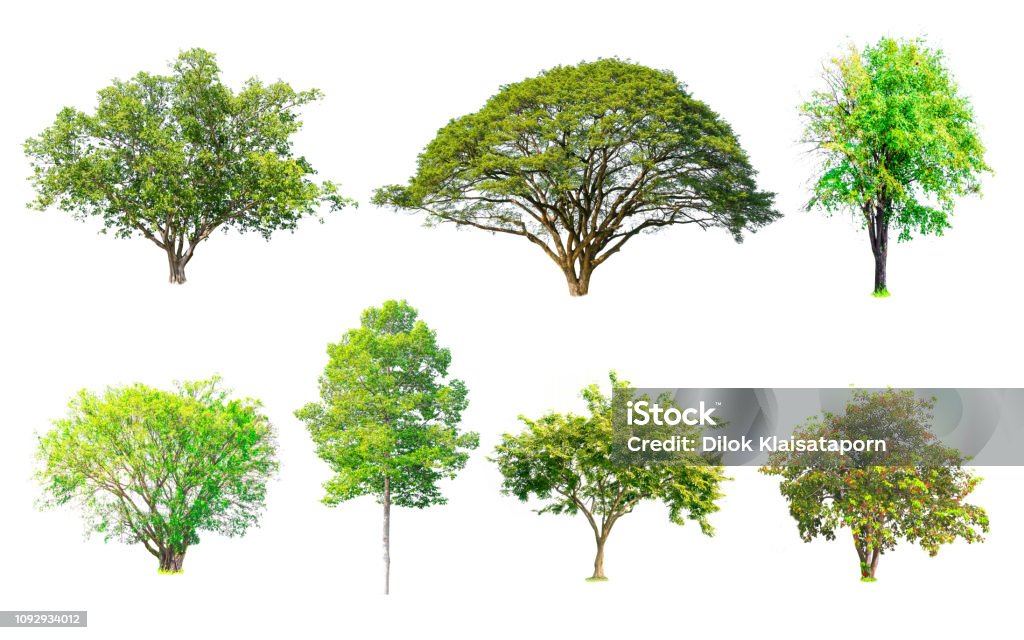 Multiple Trees Background Isolated Trees Collection With Clipping Path On White Background Use ...