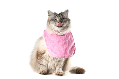 A cute Tabby Ragdoll cat licks her lips while wearing a pink bib.