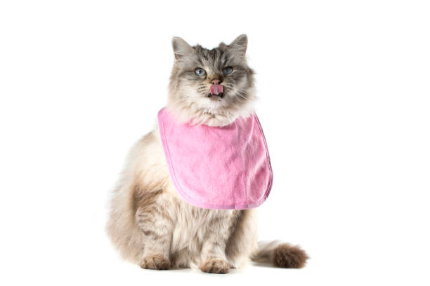 Hungry Cat A cute Tabby Ragdoll cat licks her lips while wearing a pink bib. baby bib stock pictures, royalty-free photos & images