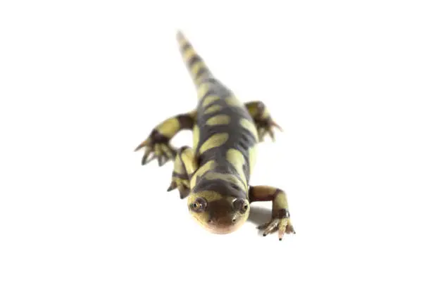 Photo of Tiger Salamander