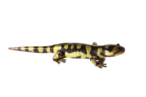 A tiger salamander isolated on a white background.