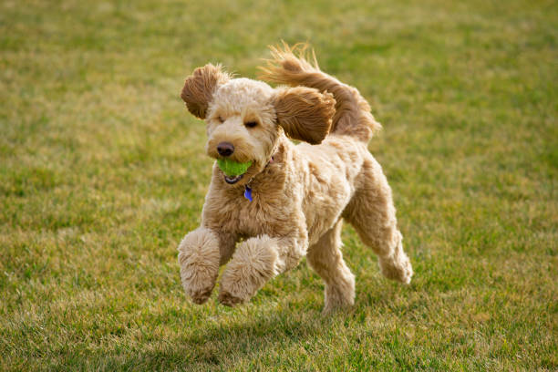 Goldendoodle 개 공 스톡 사진