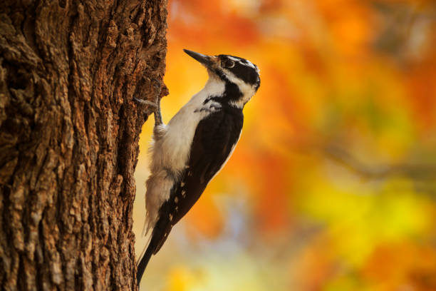 pájaro carpintero peludo en otoño - picoides villosus fotografías e imágenes de stock