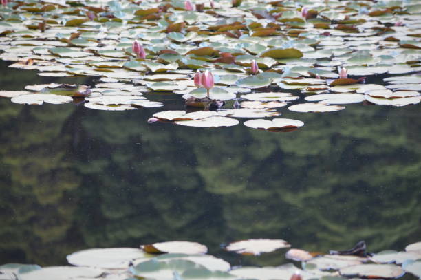 The lotus lagoon is located in the Saval Park, in the sector of Isla Teja in the city of Valdivia in the region of Los Ríos, Chile, one of its main attractions is the lotus flower and its environment surrounded by a wonderful native forest.