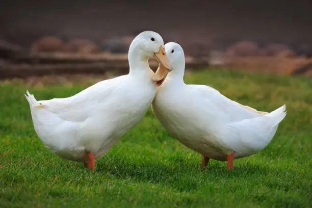 Photo of Ducks in Love