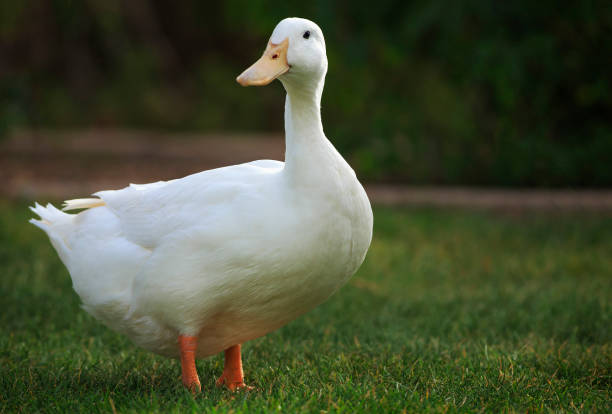 하얀 오리 - duck 뉴스 사진 이미지