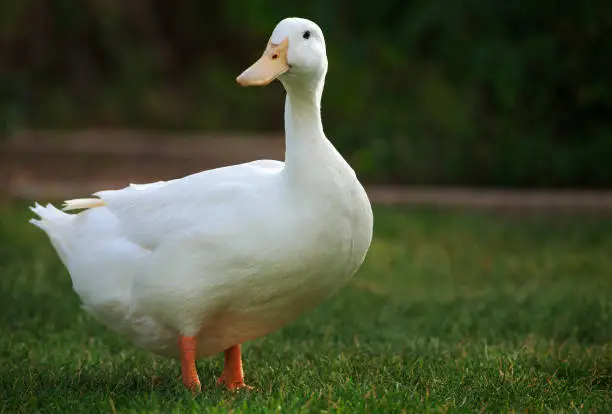 A white Pekin Duck stands on a green grassy lawn in summer.