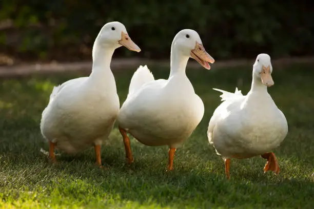 Three white pecking ducks walk forward together on a green grassy lawn.